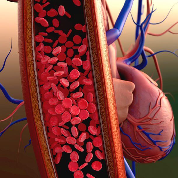 Heart & Circulation